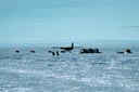 Pour se rendre à Blue One, les Twin Otter passent par Punta del Este, la péninsule Antarctique et la base de Patriot Hills avant de faire des sauts de puce jusqu'à leur destination finale.